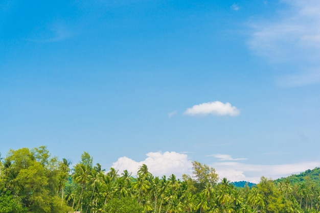 Foto vista de ángulo bajo de los árboles en el campo contra el cielo azul