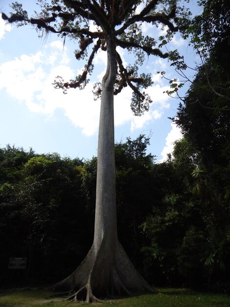 Foto vista de ángulo bajo de los árboles en el campo contra el cielo