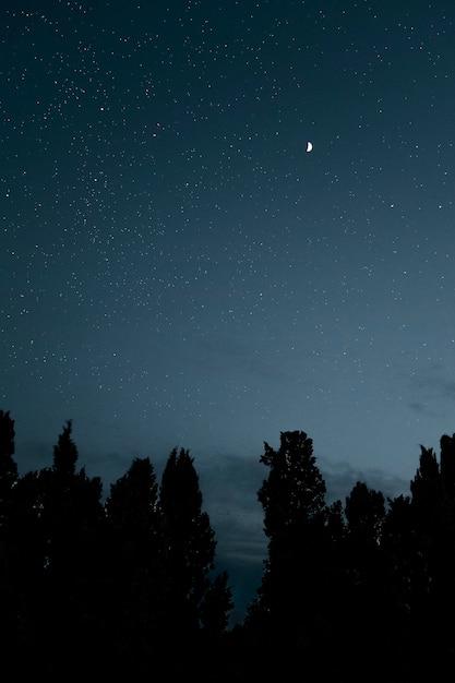 Vista de ángulo bajo de los árboles contra el campo de estrellas por la noche