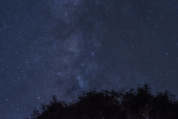 Foto vista de ángulo bajo de los árboles contra el campo de estrellas por la noche