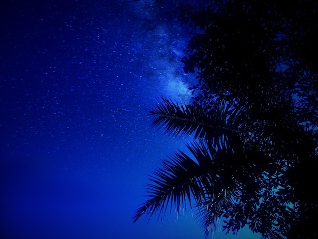 Foto vista de bajo ángulo de los árboles contra el campo de estrellas