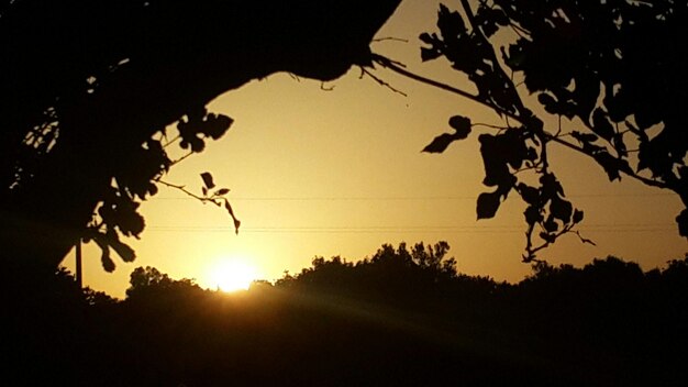 Vista en bajo ángulo de los árboles contra el cielo al atardecer