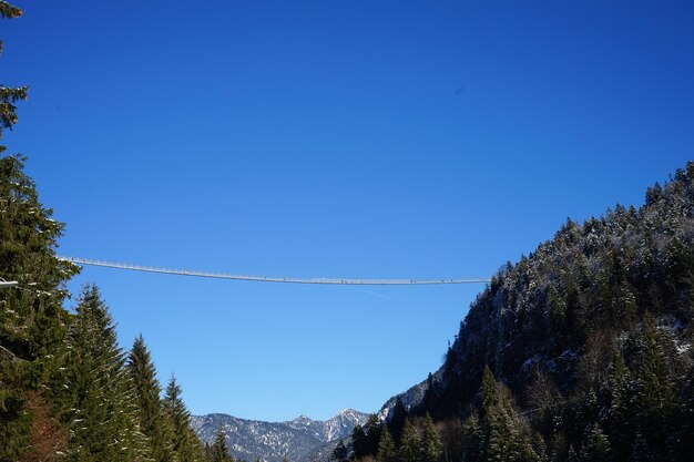 Foto vista de ángulo bajo de los árboles contra un cielo azul claro