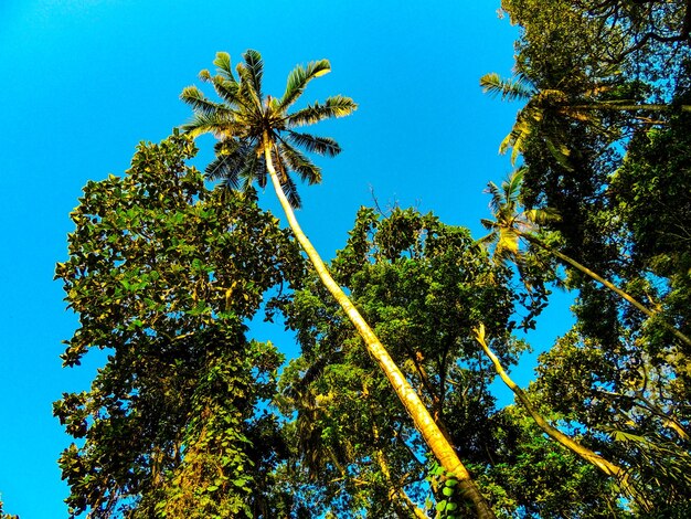 Foto vista en bajo ángulo de los árboles contra un cielo azul claro