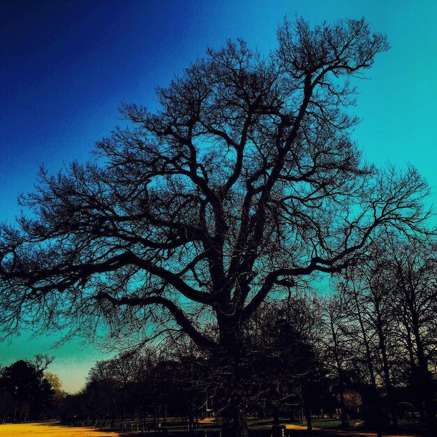 Foto vista en bajo ángulo de los árboles contra el cielo azul