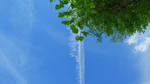 Foto vista en bajo ángulo de los árboles contra el cielo azul