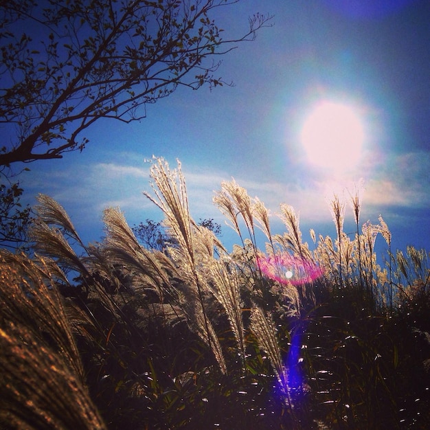 Vista en bajo ángulo de los árboles contra el cielo azul