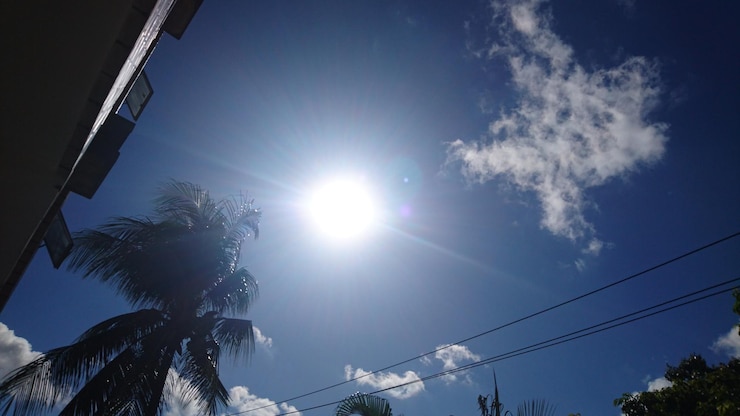 Foto vista en bajo ángulo de los árboles contra el cielo azul