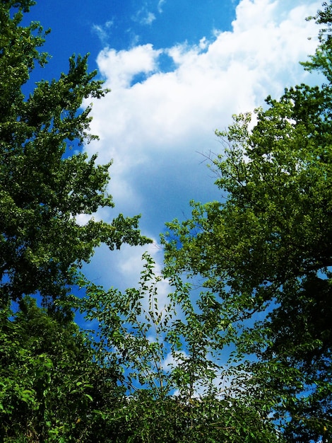 Foto vista en bajo ángulo de los árboles contra el cielo azul