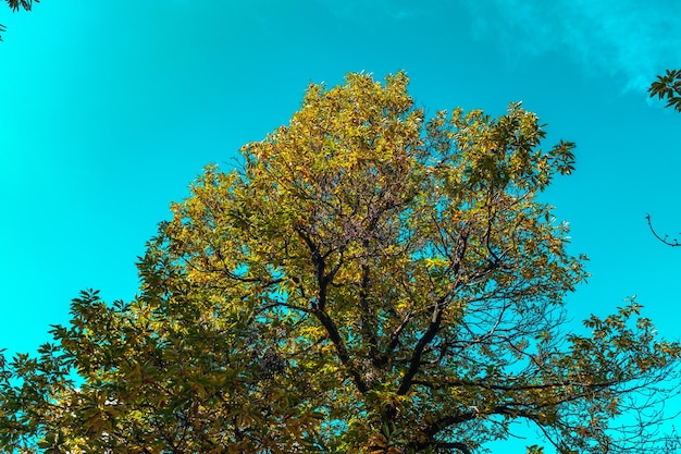 Vista de ángulo bajo de árboles contra el cielo azul