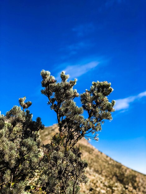 Vista en bajo ángulo de los árboles contra el cielo azul