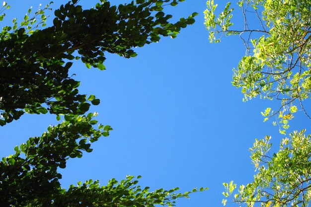 Vista en bajo ángulo de los árboles contra el cielo azul