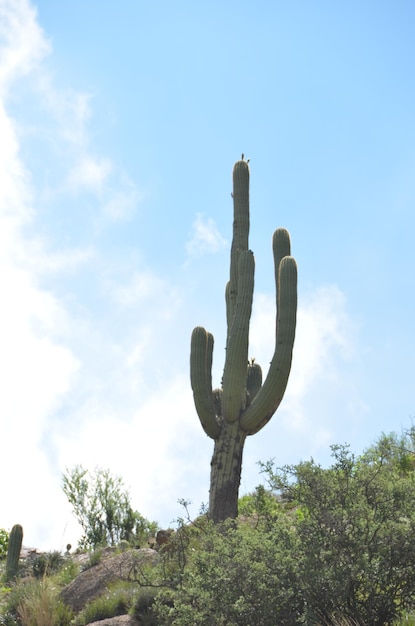 Foto vista en bajo ángulo de los árboles contra el cielo azul