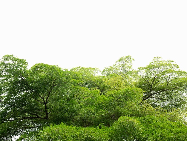 Vista de ángulo bajo de los árboles contra un cielo despejado