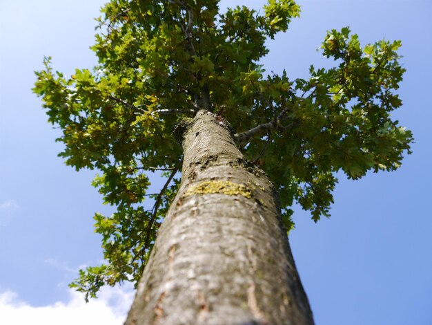 Foto vista en bajo ángulo de los árboles contra un cielo despejado