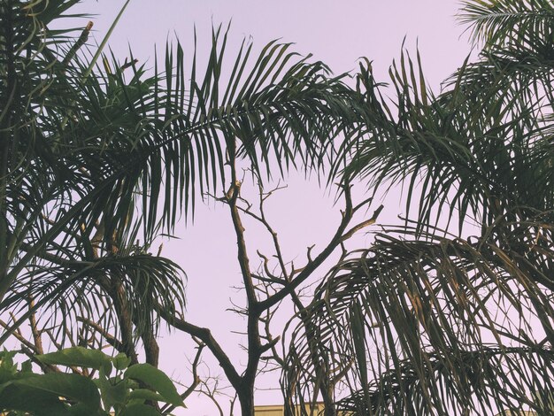 Foto vista en bajo ángulo de los árboles contra un cielo despejado