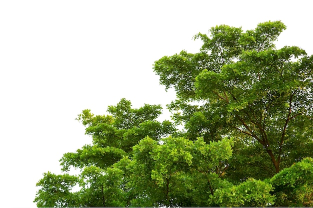 Vista en bajo ángulo de los árboles contra un cielo despejado