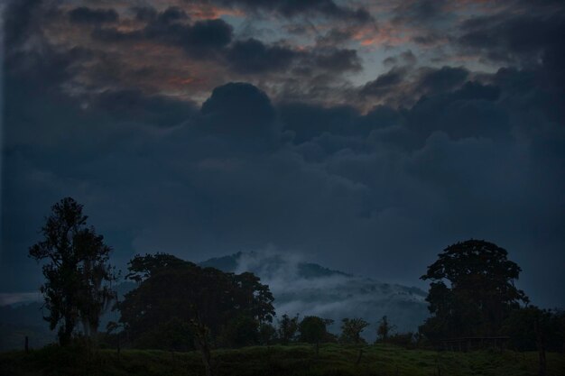 Foto vista en bajo ángulo de los árboles contra el cielo por la noche