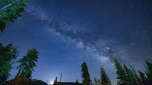 Vista en bajo ángulo de los árboles contra el cielo por la noche