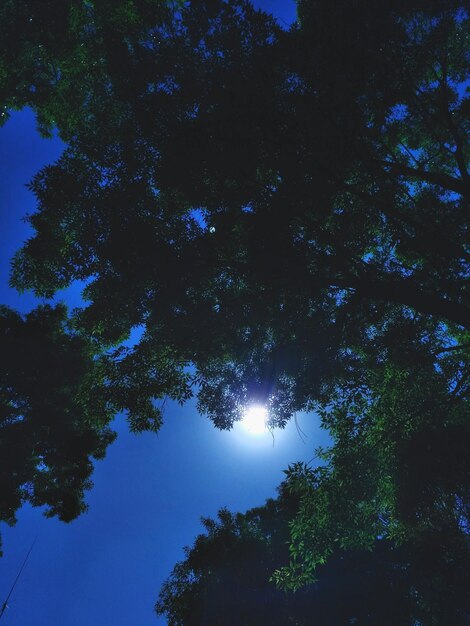 Foto vista de ángulo bajo de los árboles contra el cielo por la noche