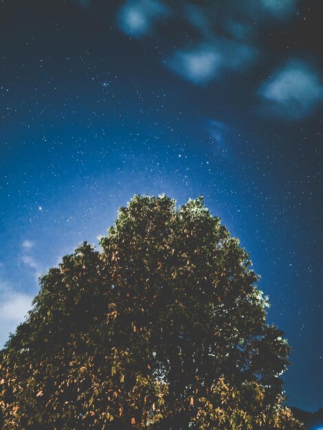 Foto vista en bajo ángulo de los árboles contra el cielo por la noche