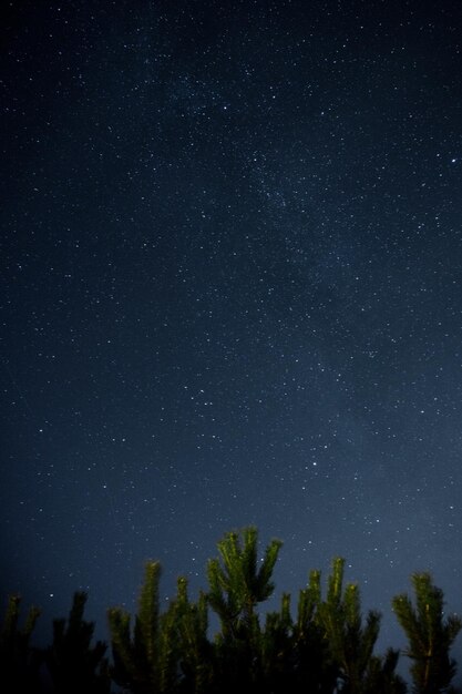 Foto vista de ángulo bajo de los árboles contra el cielo por la noche