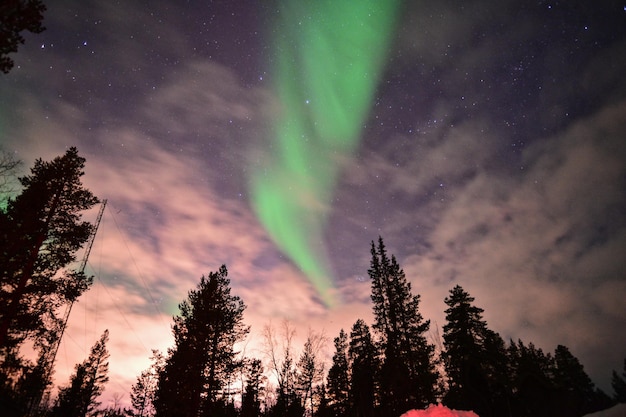 Vista de ángulo bajo de los árboles contra el cielo por la noche