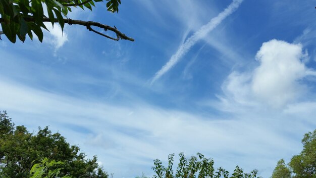 Foto vista en bajo ángulo de los árboles contra el cielo nublado