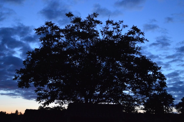 Foto vista de ángulo bajo de los árboles contra el cielo nublado