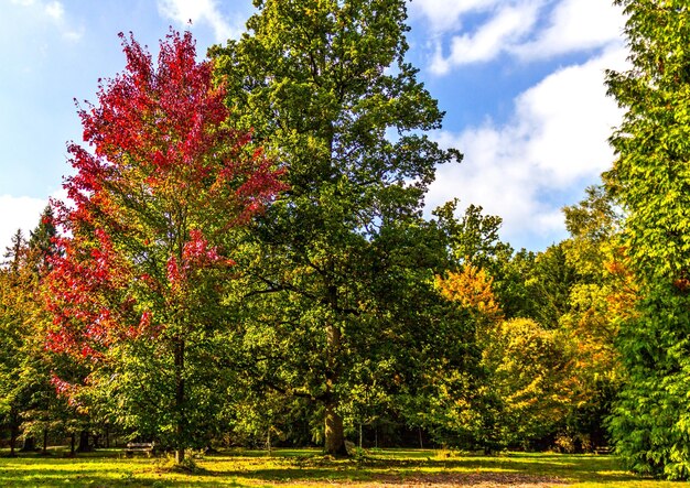 Vista en bajo ángulo de los árboles contra el cielo durante el otoño