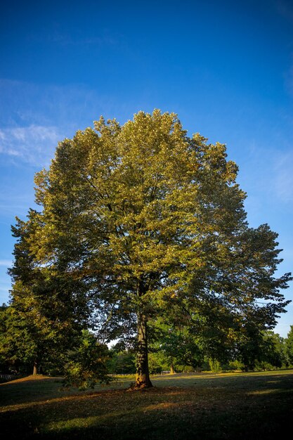 Foto vista en bajo ángulo de los árboles contra el cielo durante el otoño