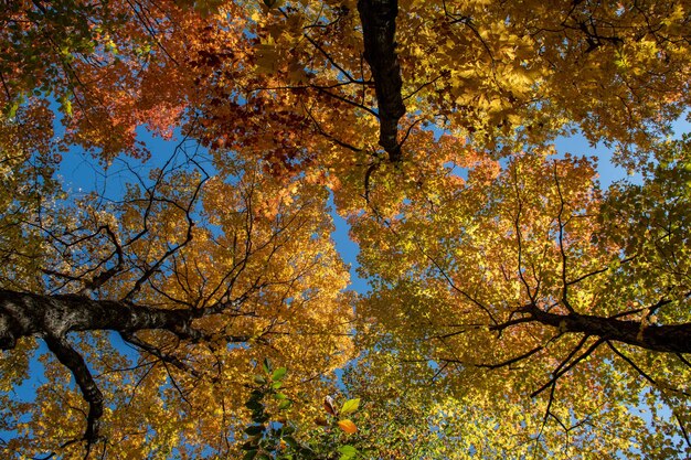 Foto vista en bajo ángulo de los árboles contra el cielo durante el otoño