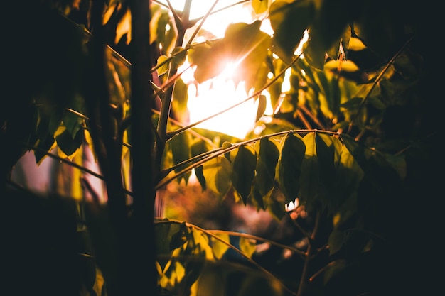 Foto vista en bajo ángulo de los árboles contra el cielo durante la puesta de sol