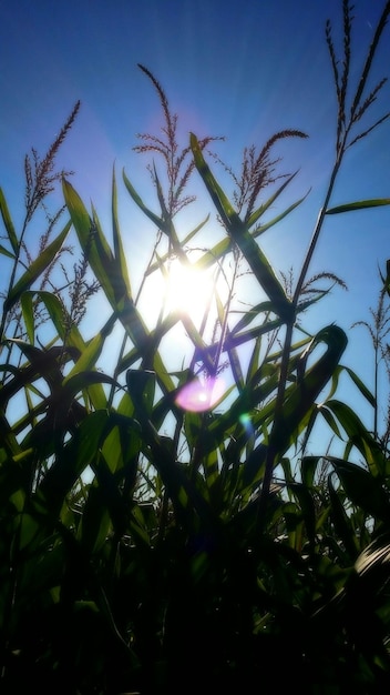 Foto vista en bajo ángulo de los árboles contra el cielo