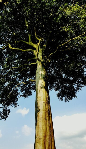 Foto vista en bajo ángulo de los árboles contra el cielo