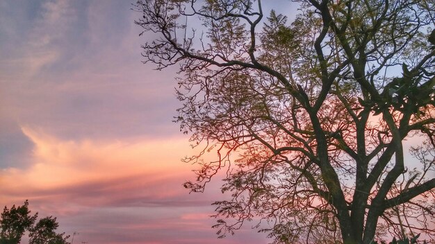 Vista en bajo ángulo de los árboles contra el cielo