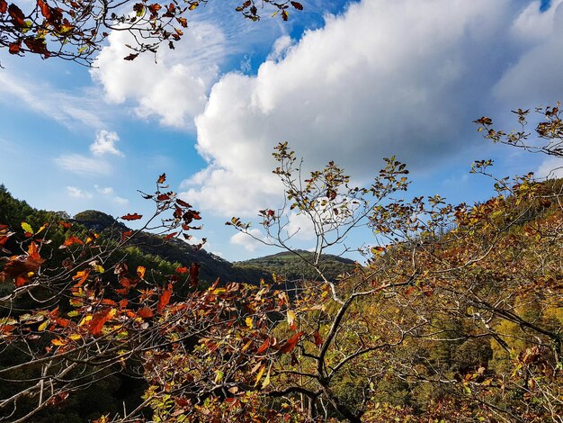 Foto vista en bajo ángulo de los árboles contra el cielo