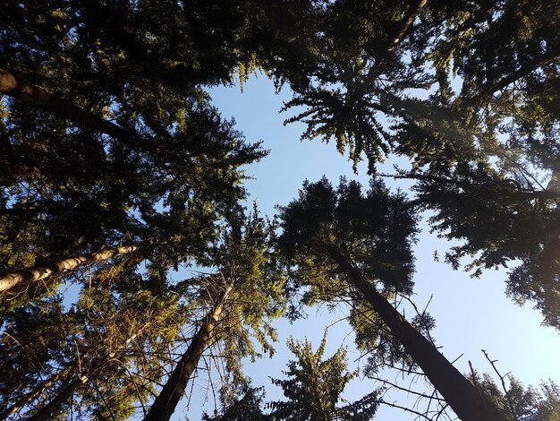 Foto vista en bajo ángulo de los árboles contra el cielo