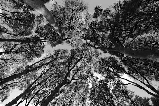 Vista en bajo ángulo de los árboles contra el cielo