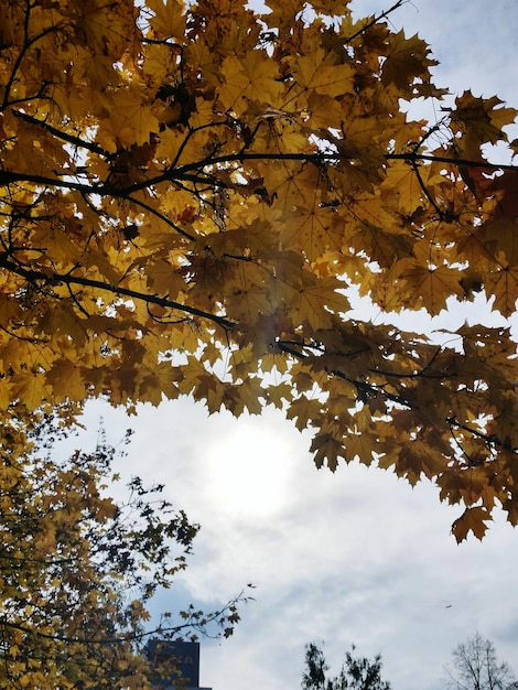 Foto vista en bajo ángulo de los árboles contra el cielo