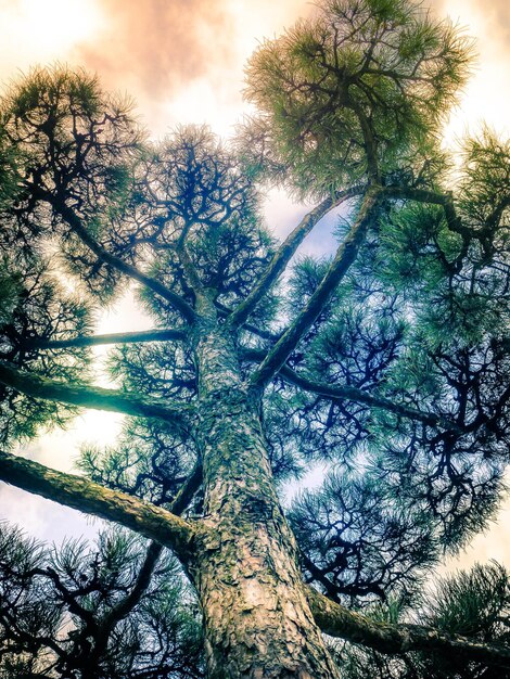 Foto vista en bajo ángulo de los árboles contra el cielo