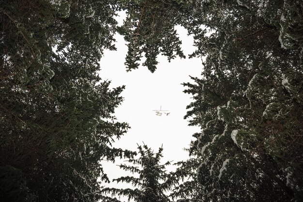 Foto vista en bajo ángulo de los árboles contra el cielo