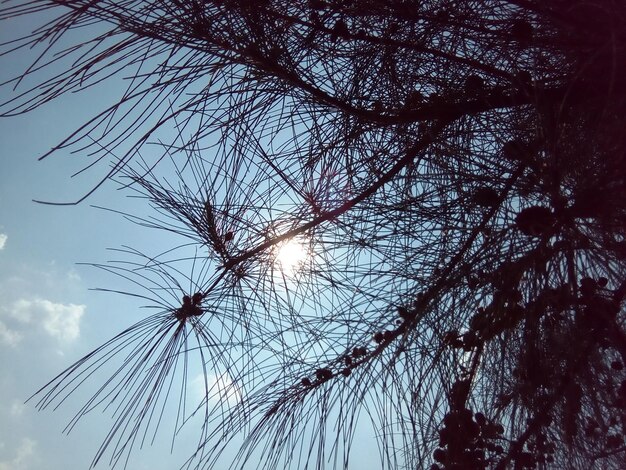 Foto vista en bajo ángulo de los árboles contra el cielo