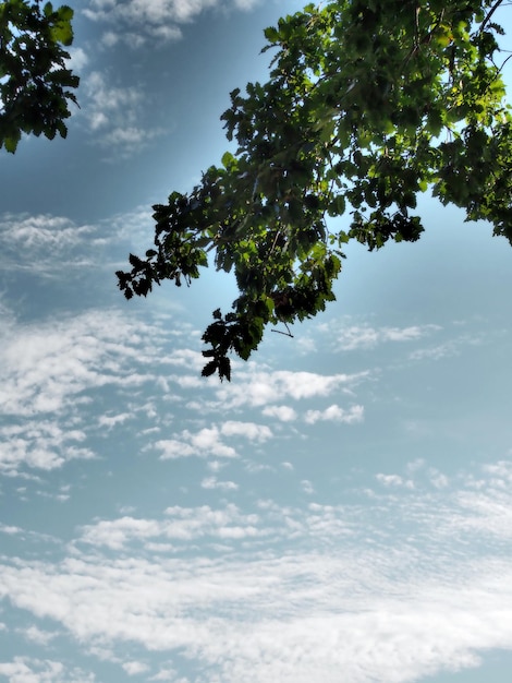 Foto vista en bajo ángulo de los árboles contra el cielo