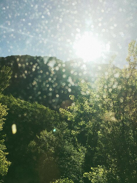 Foto vista en bajo ángulo de los árboles contra el cielo