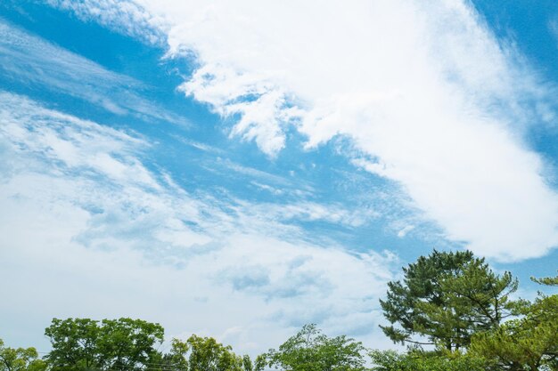 Foto vista en bajo ángulo de los árboles contra el cielo