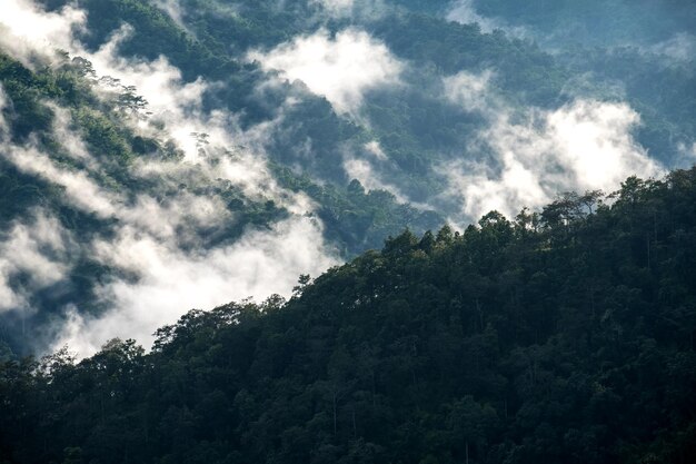 Foto vista en bajo ángulo de los árboles contra el cielo