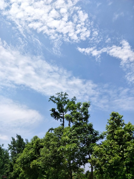 Foto vista en bajo ángulo de los árboles contra el cielo