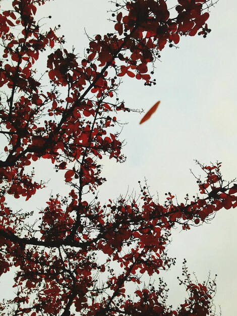 Foto vista en bajo ángulo de los árboles contra el cielo