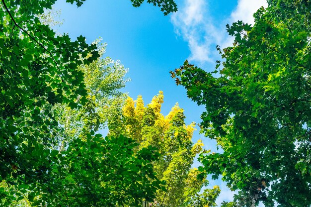 Foto vista en bajo ángulo de los árboles contra el cielo